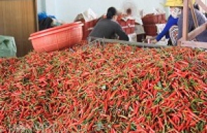 Thủ tục xuất khẩu ớt tươi 